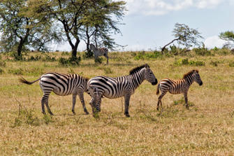 121-Kenya.jpg