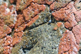 099 plage de la perle.jpg