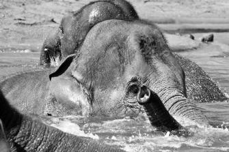 ZOO-8.jpg